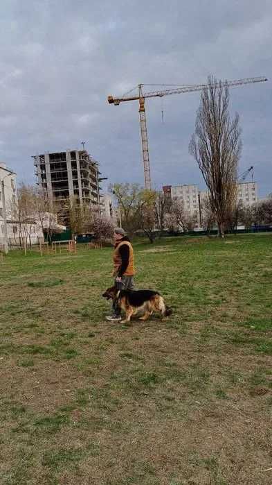 Кінолог. Вигул собак у вашому районі + заняття та перетримка