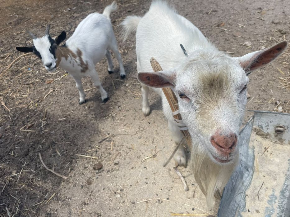 Cabras anã e bodi