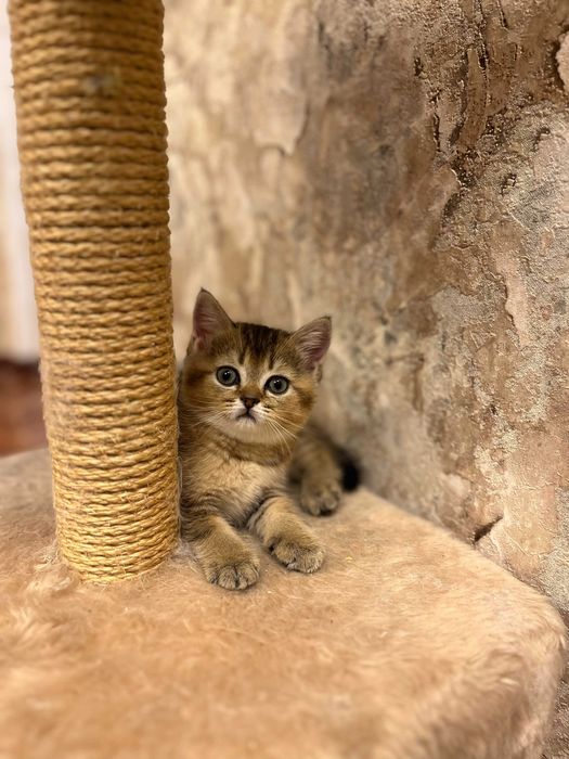 Елітна кішечка золота шиншила, золотая шиншилла. Шотландські кошенята