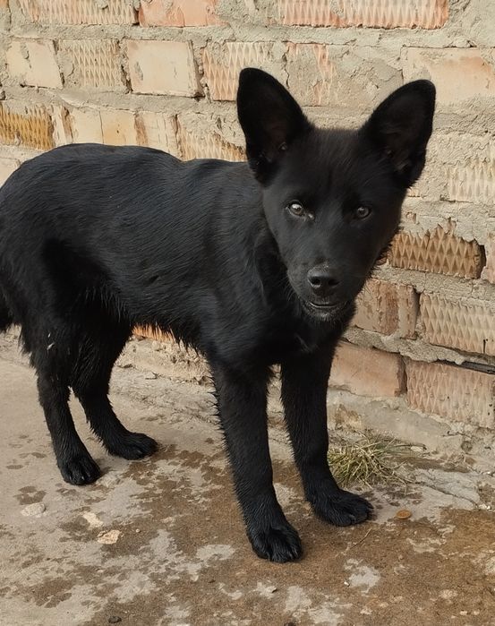 Песик шукає відповідальну родину