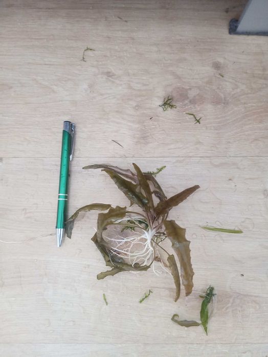 krypokoryny zwartki cryptocoryne WYSYŁKA