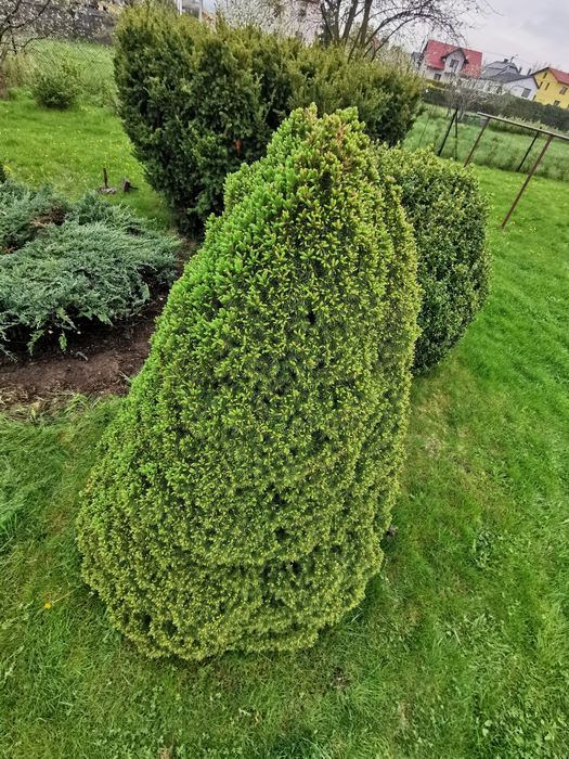 Świerk Conica Konika Konik Drzewko