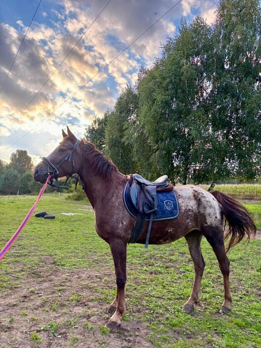 Klacz  rasy  appalosa 7lat 164cm