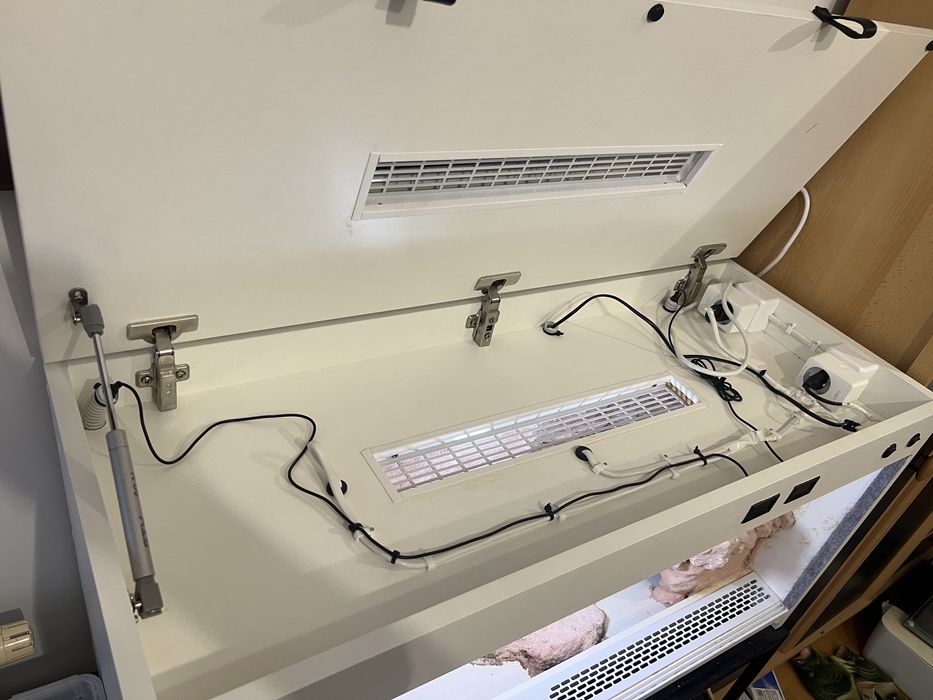 Agama brodata RZESZOW