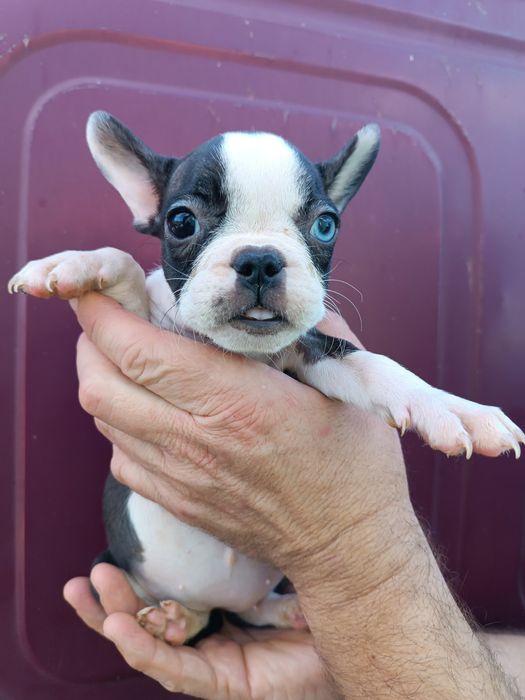 Блакитні,чорні,мармур,білі,шоколадні,різного забарвлення,на любий смак