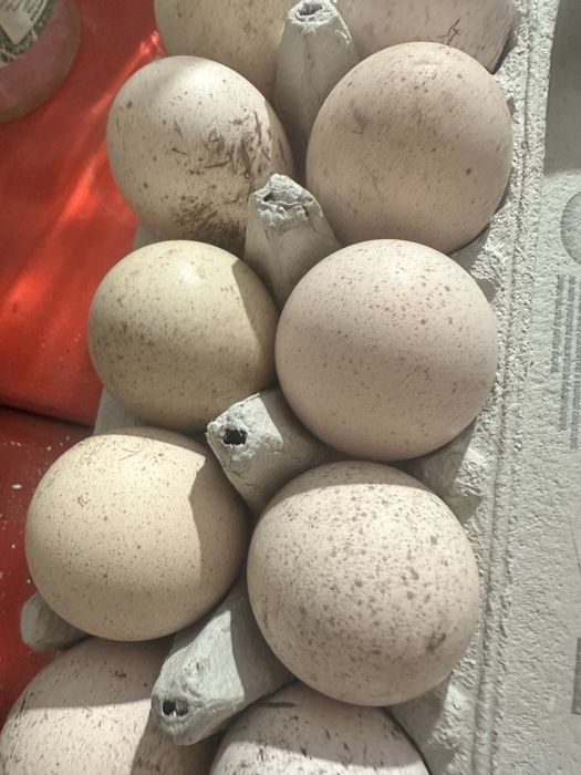 Jaja legowe indyka staropolskiego