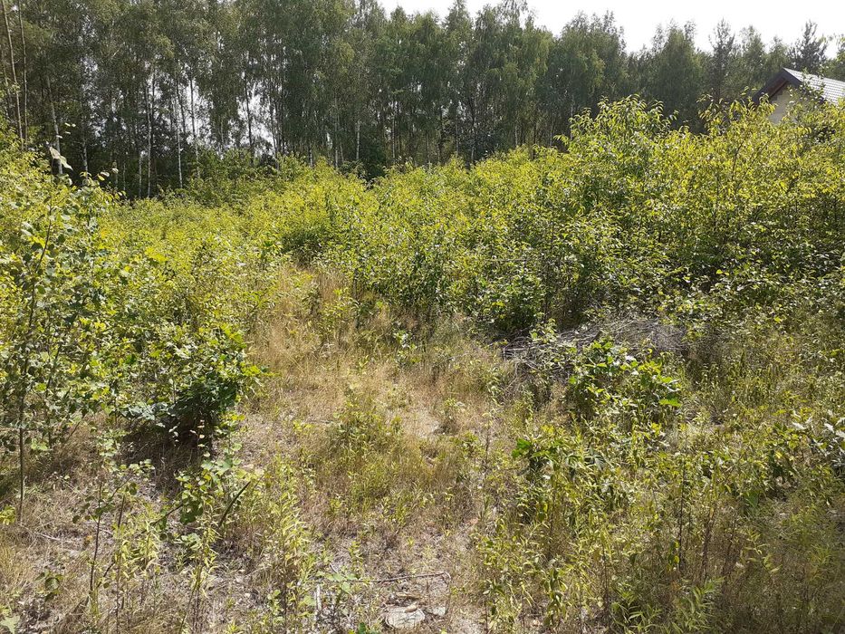 czyszczenie działek mulczer leśny & wgłębny wyrywanie pni koszenie