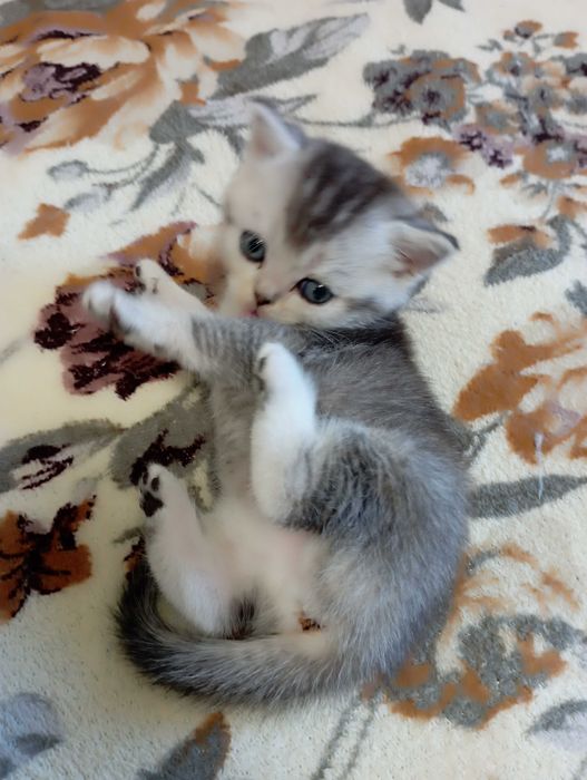 Шотландське кошеня