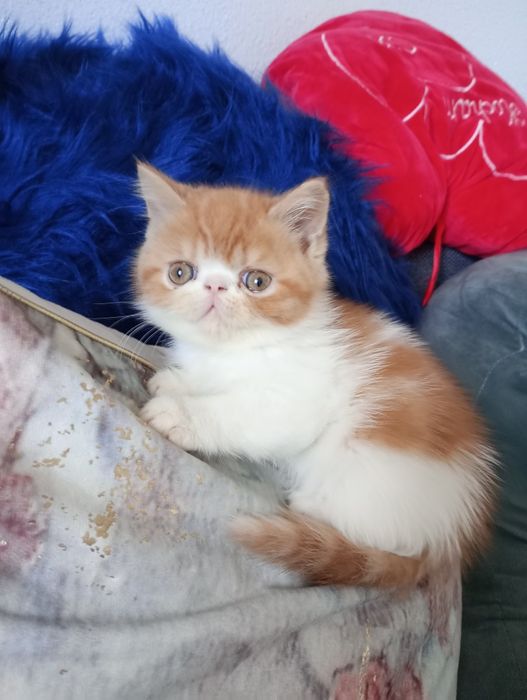Kotek Egzotyczny Garfield