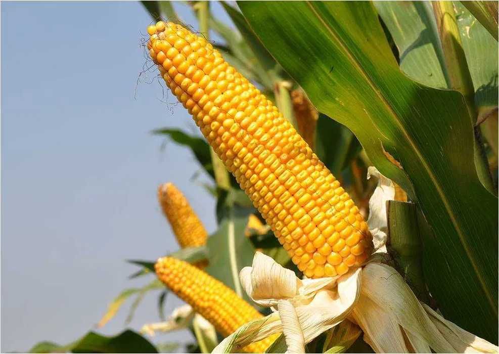 Kukurydza ALOMBO ziarno kiszonka FAO 240/250 (80 tys.)