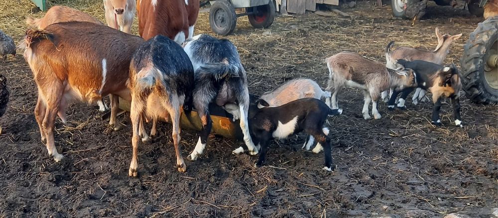 Kozy mleczne i kózki