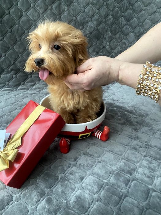 Мальтіпу хлопчик F1