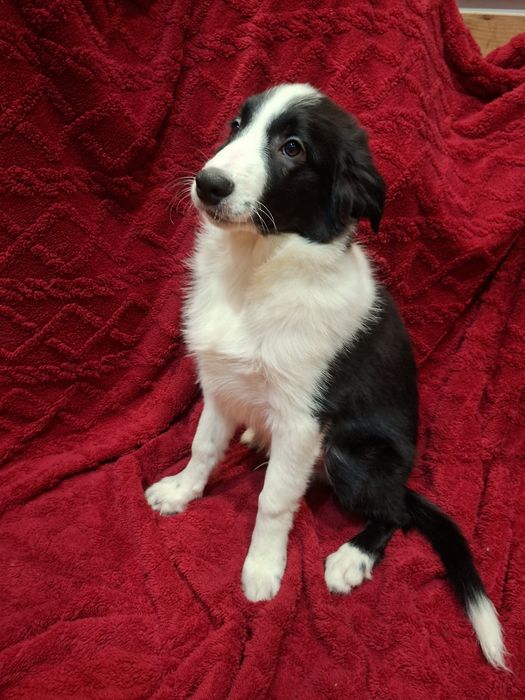 Border Collie szczeniak piesek:-) piękny