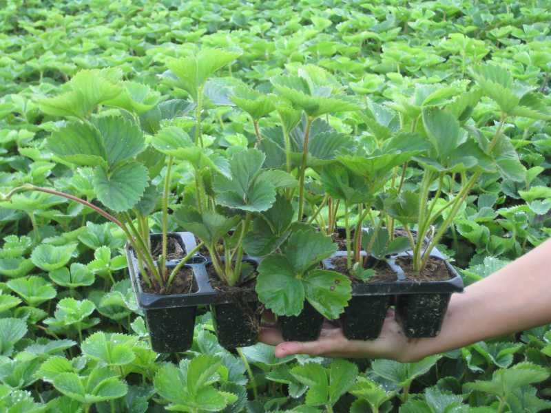 sadzonki truskawek truskawki   Gigant wiele odmian doniczkowana 10 szt