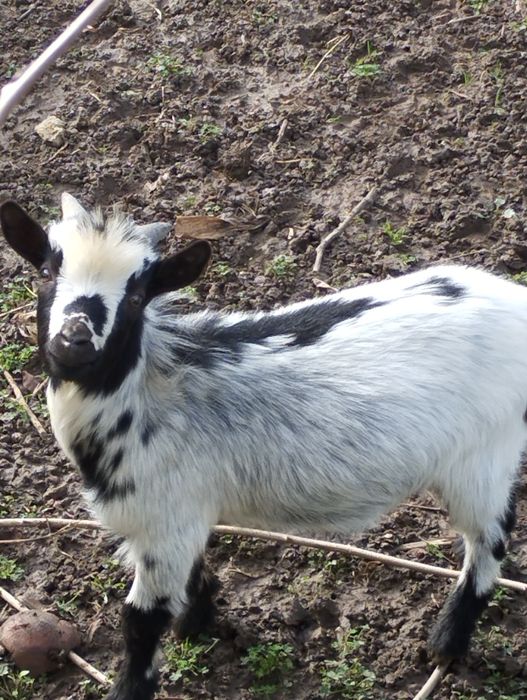Vendo macho de cabra anão