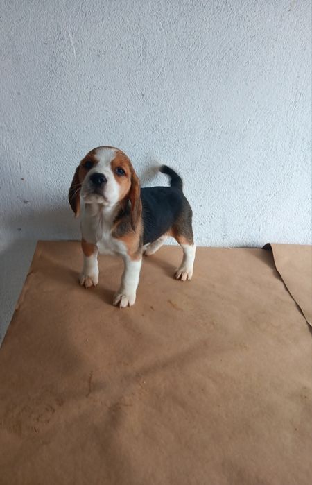 Beagle tricolor  porte pequeno