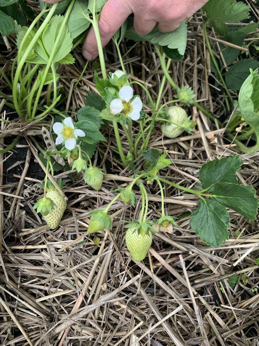 Саджанці полуниці