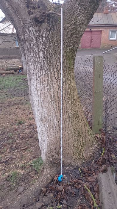 Продам дерева горіха.