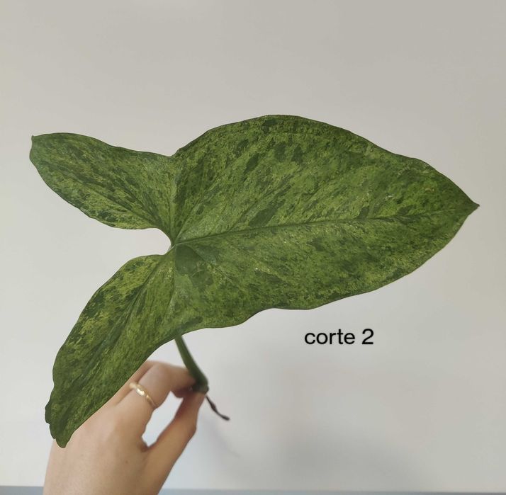 Syngonium mojito (fresh cuttings)