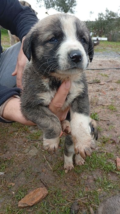 Rafeiros Alentejanos