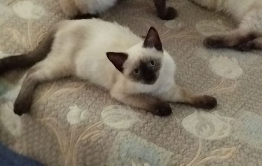 Предлагаем котчт , очтались 2 мальчика и кошечка