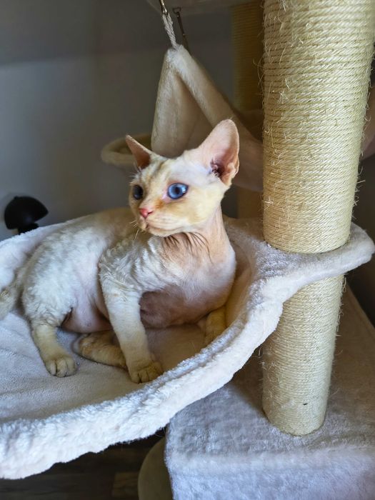 Cudowny kocurek Devon Rex
