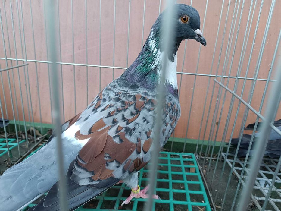 Koszua golębie ozdobne