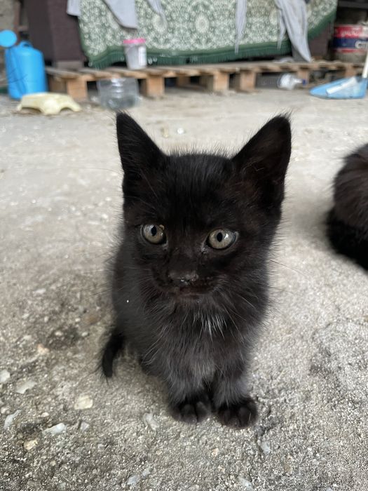 2 gatinhos peludinhos pretos para adotar com 2 meses