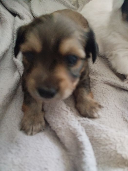 Pieski szukają dobrego domu