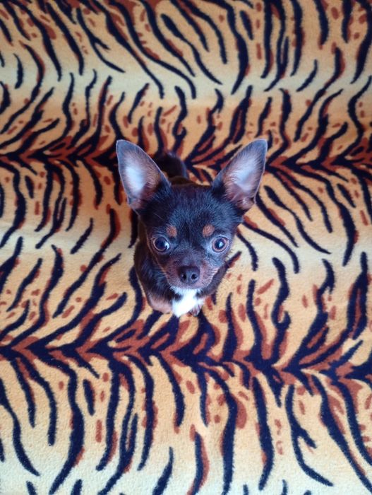 Продається собачка Чихуахуа.