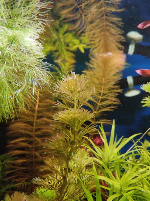 Набори акваріумних рослин