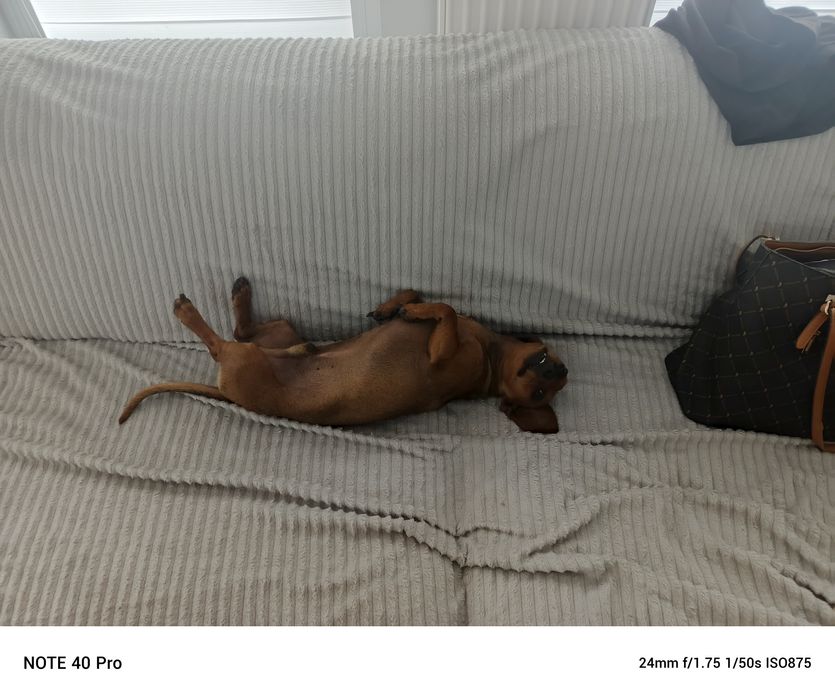 Oddam psa w dobre ręce  jamnika 3 lata