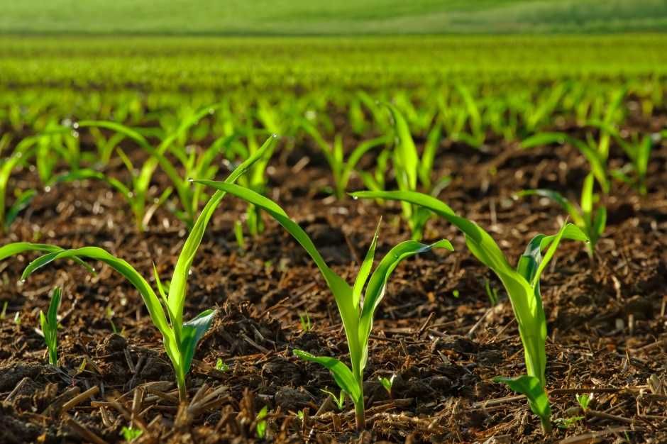 Nawóz Dolisnty na Zboża Ozime -Agrolinija-S 25L +Gratis !!