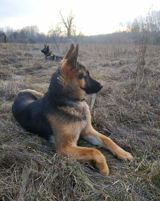 Кінолог, Вет- лікар, Зоопсихолог професійний!Полтава.