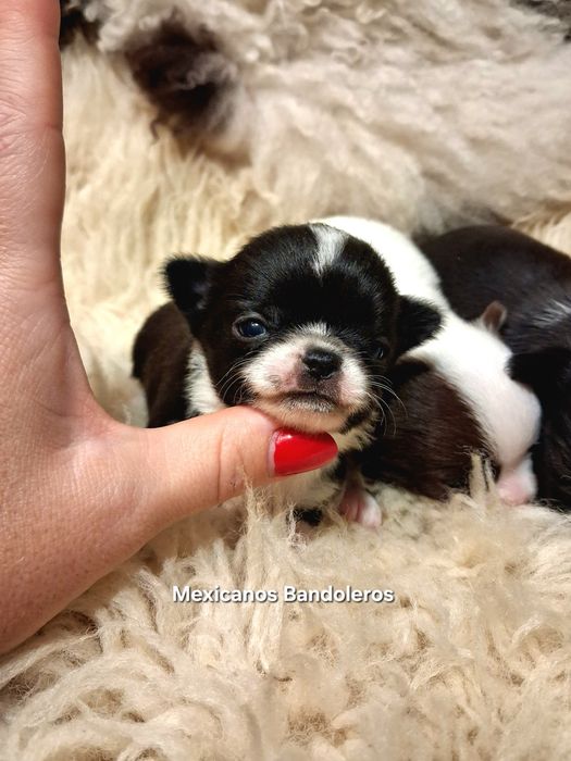 NAJPIĘKNIEJSZY MINI XS Królewicz chihuahua  !!