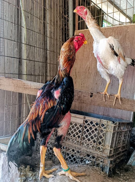 Galinhas Raça Pura Shamo