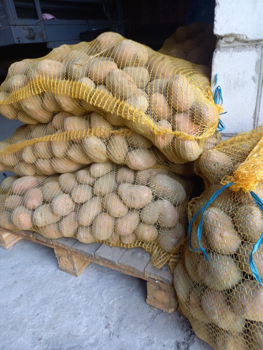 Ziemniaki ładne bellarosa