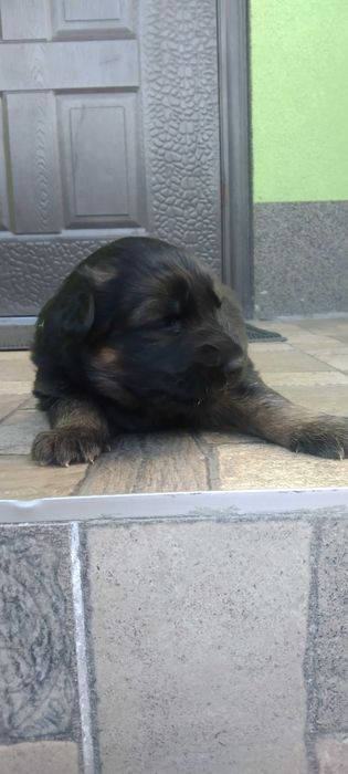 Німецька вівчарка