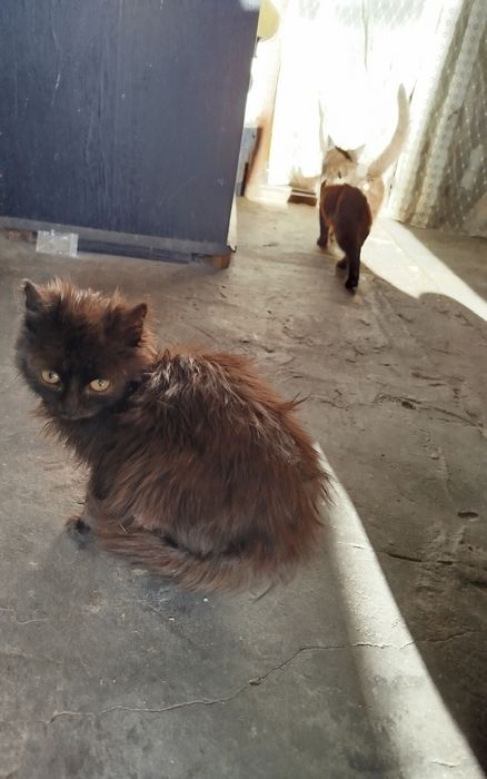 Отдадим котят в хорошие руки