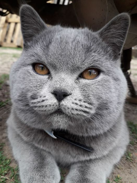 Шотландський прямовухий котик чекає на в'язкуВ'язка