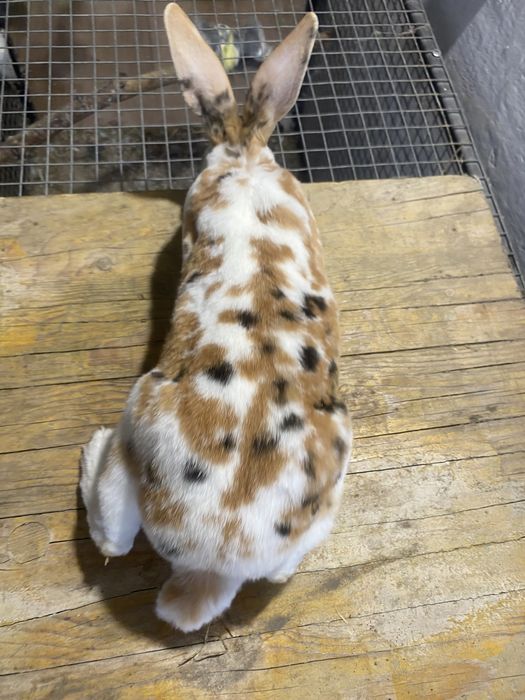 Rex trójbarwny, samczyk, królik