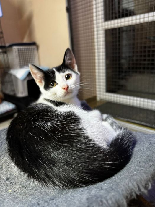 Przepiękny maluch do adopcji