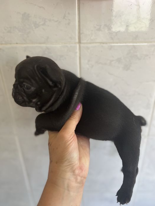 Bulldog frances top  preta femea