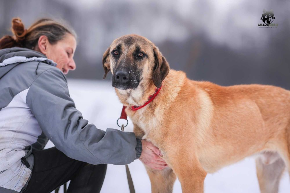 Mauro młody owczarek anatolijski do adopcji z fundacji