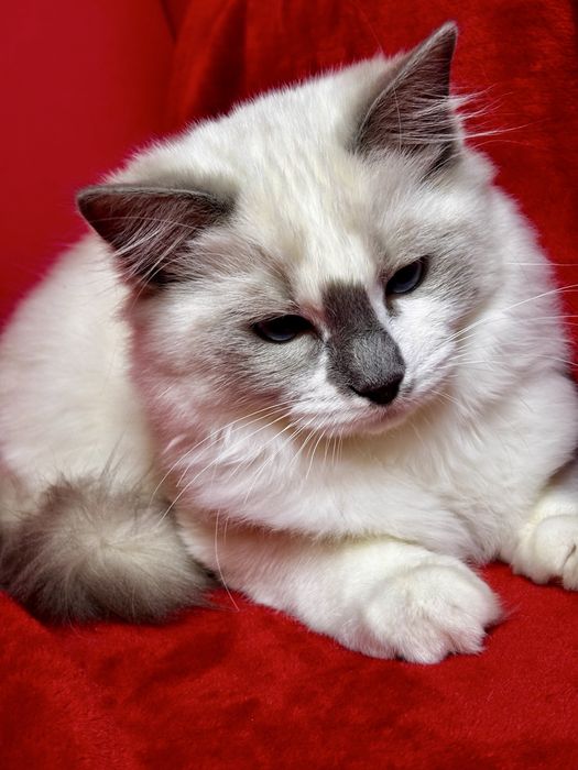 Kocurek Ragdoll - Rufus