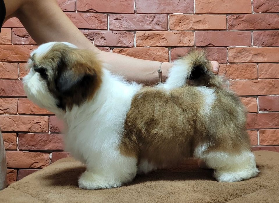 SHIH-TZU śliczny piesek ZKwP/FCI