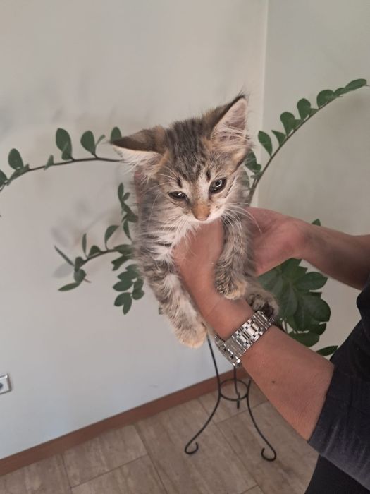 Gatinho tigrado peludinho
