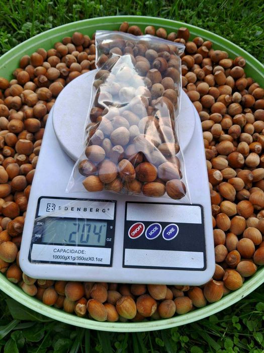 Брусниця, Чорниця, Журавлина