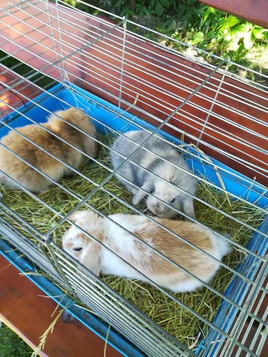 Królik baranek miniaturka