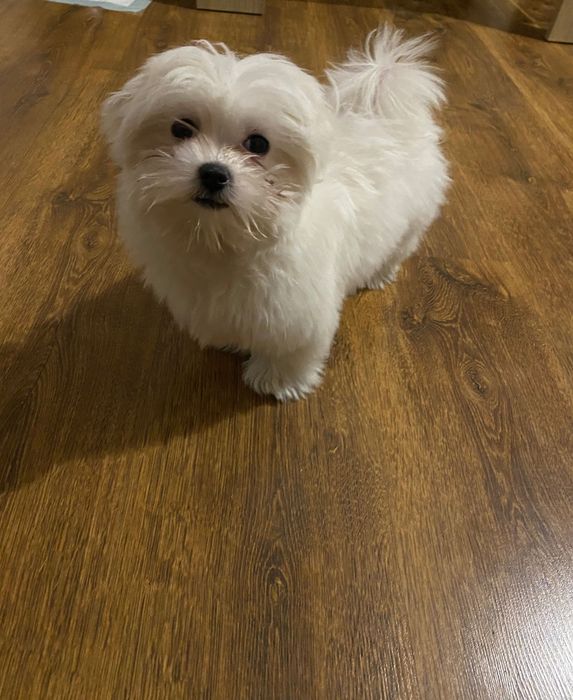 Maltańczyk szczenię